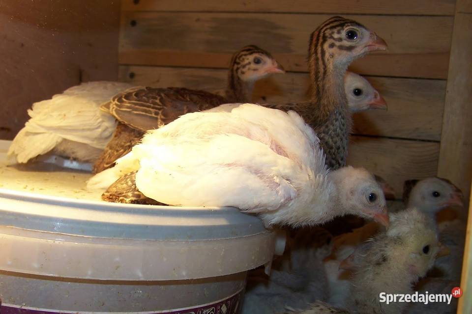 Stado perlic kolorowych 7 Nowa Wieś Reszelska