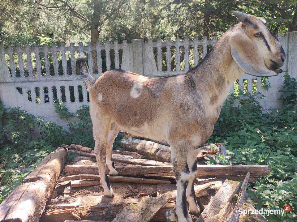Kozy anglonubijskie