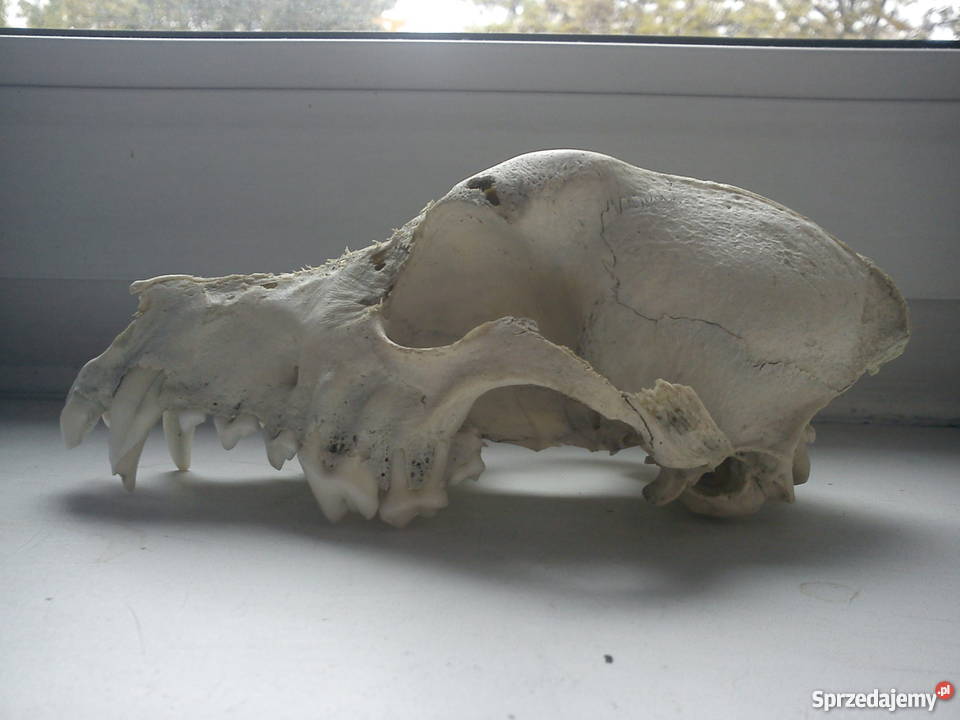 Czaszka psa studentów weterynarii