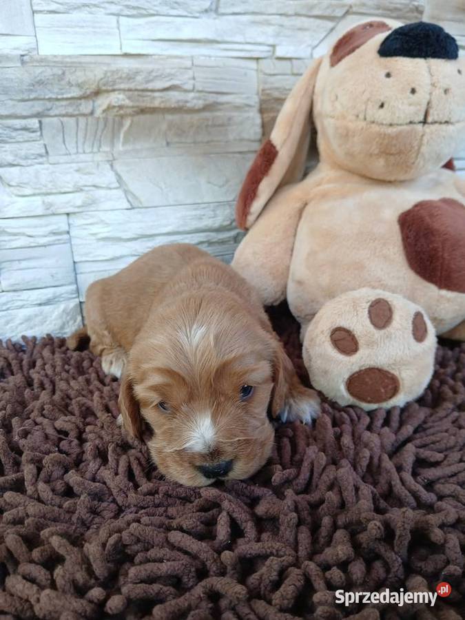 Śliczna sunia cocker spaniel Angielski