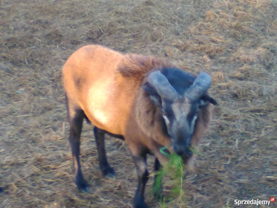 Sprzedam barana kamuruńskiego Jusaki-Zarzeka