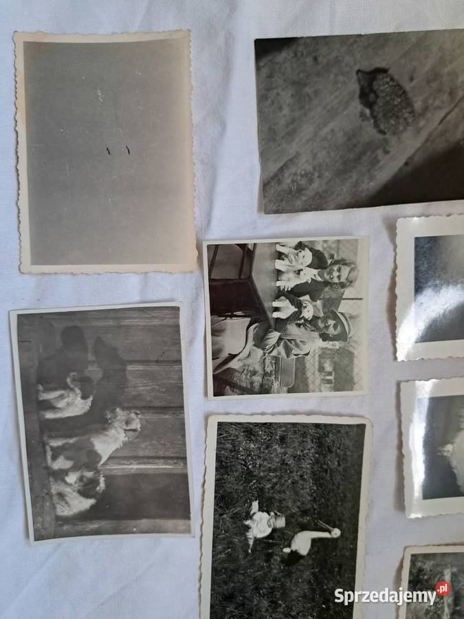 Stare fotografie 16 zwierzęta 1930 1970 do Brzesko