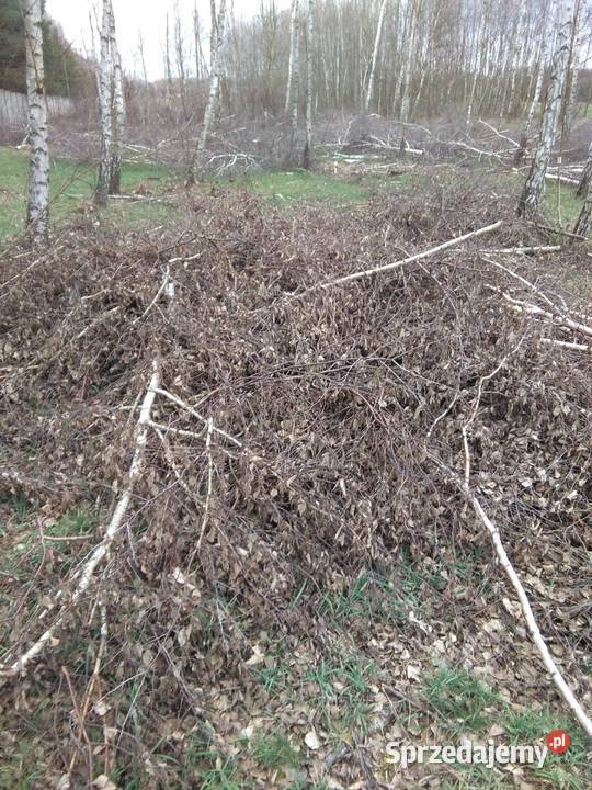 Oddam gałęzie Sosna brzoza dąb Sochaczew