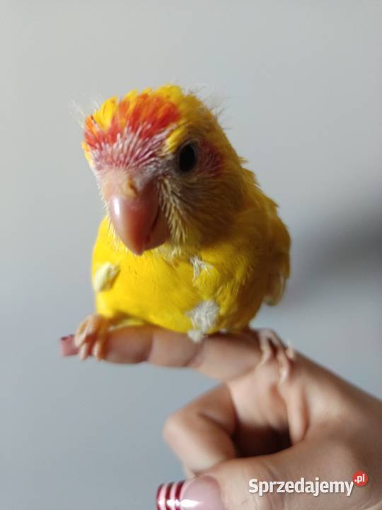 Papuga ręcznie karmiona oswojona