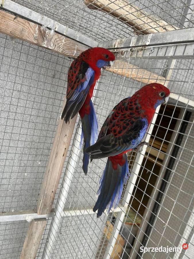 Rozelle królewskie Ptaki Sośnicowice