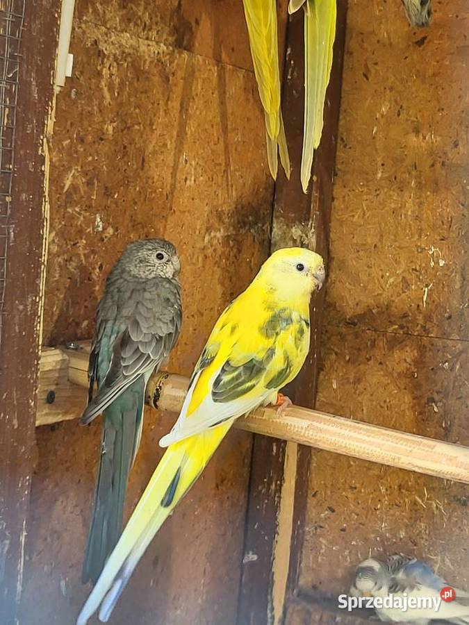 Papugi świergoty para lęgowa Ptaki Wrocław