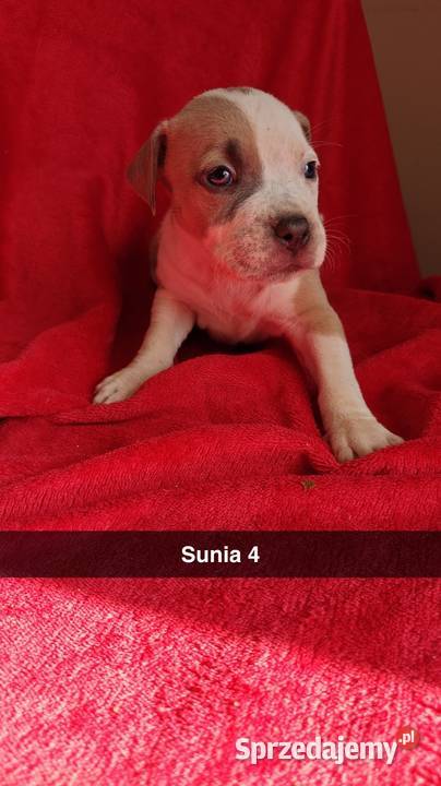 Amstaff Szczeniaki Amstaff sprzedam