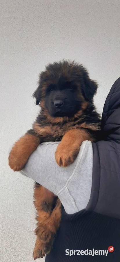 Owczarek niemiecki długowłosy Szczeniaki ZKwP Bielany Wrocławskie