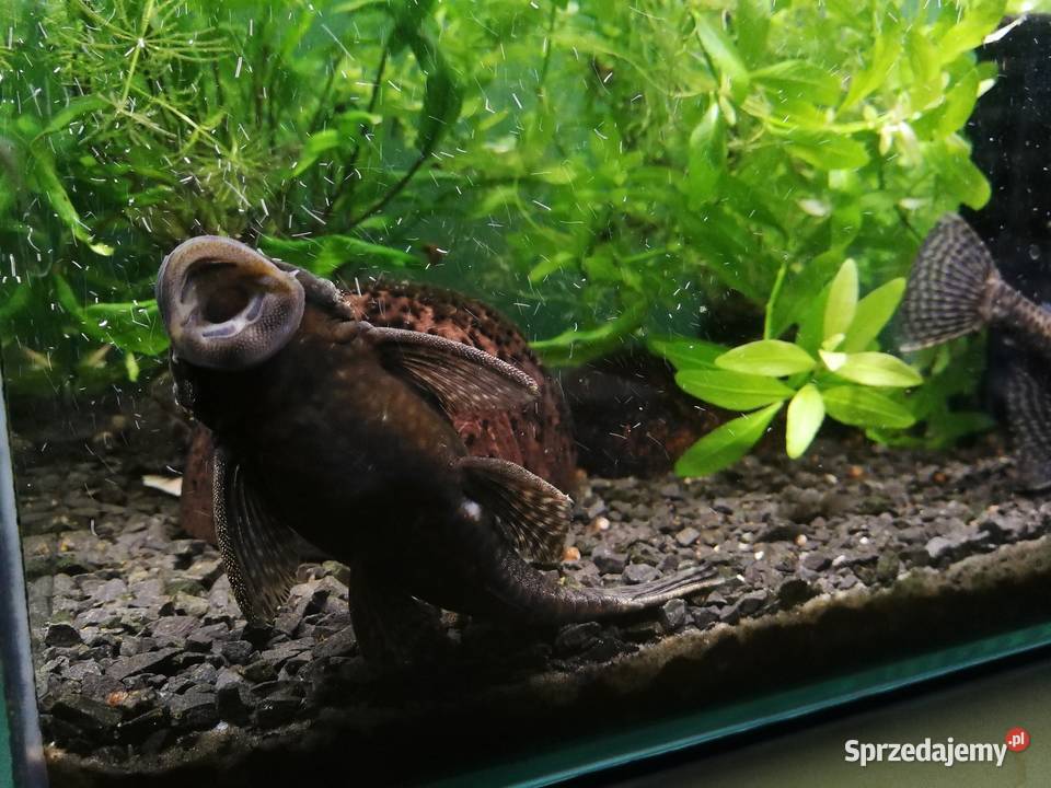 Akwarium aquael 33 litry z roslinkami i rybami Szczecin sprzedam