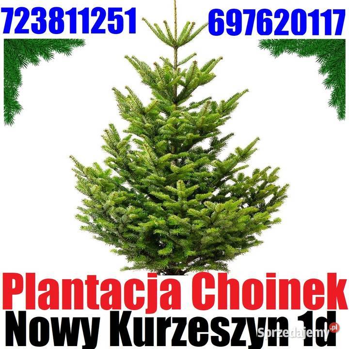 Świerk zielony pachnący srebrny kujący Duża Żywa łódzkie Nowy Kurzeszyn sprzedam