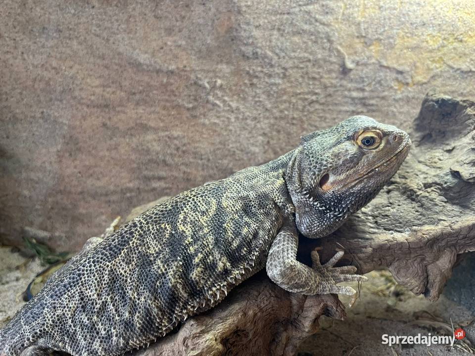 Sprzedam terarium i agame brodata Lubomia