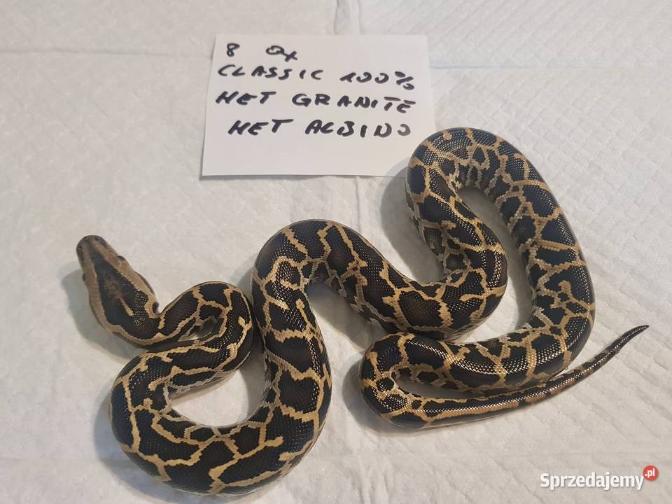 Pyton birmański bivittatus tygrysi sprzedam
