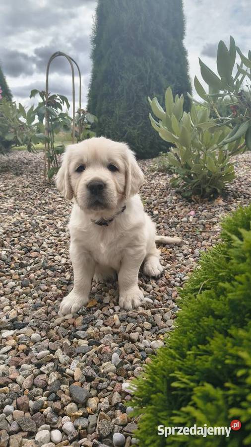 Szczenię Golden retriever Rusowo