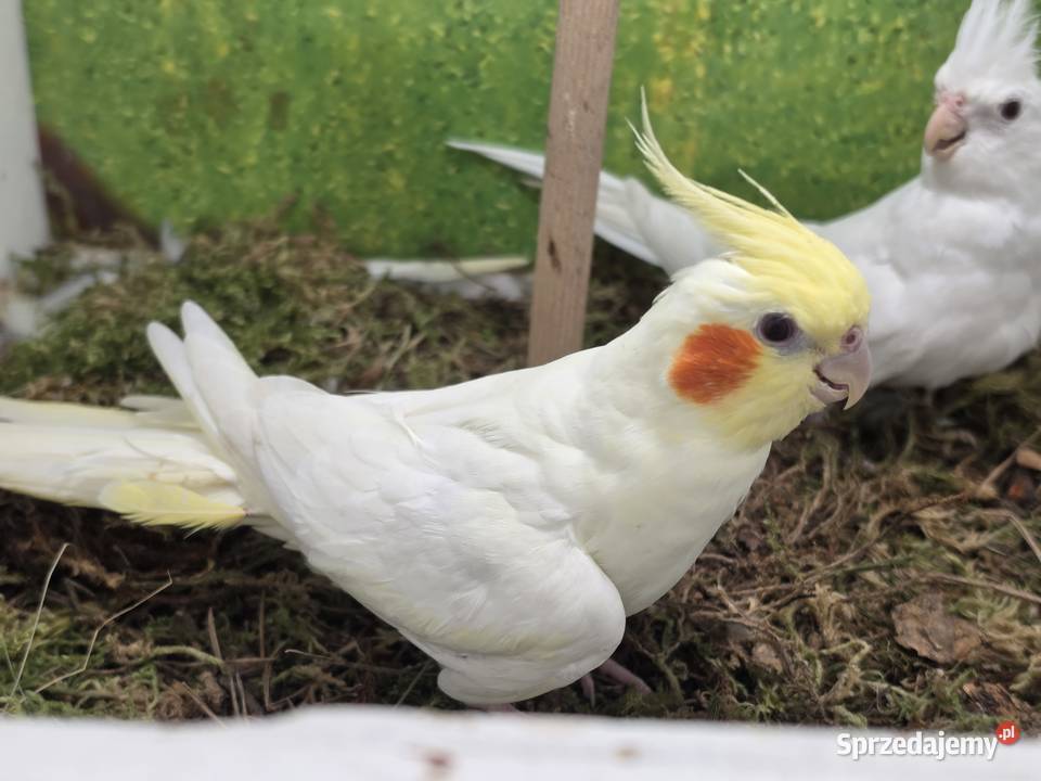 Nimfy lutino i albinos wielkopolskie Koninko