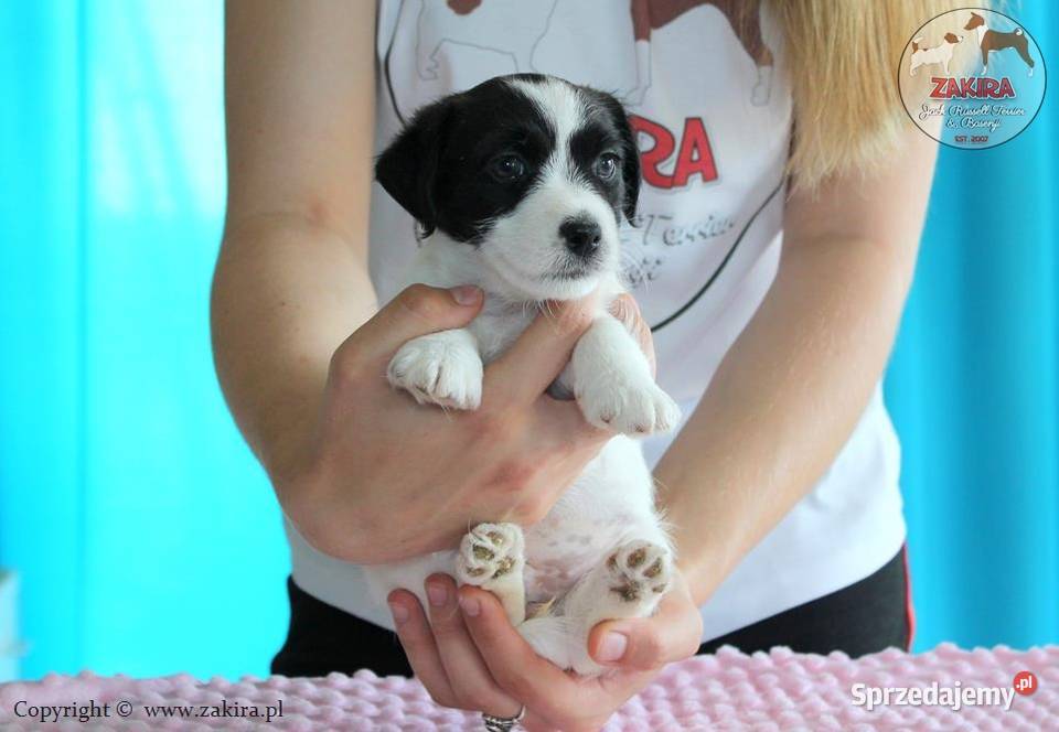 Szczenię Jack Russell Terrier Jesień 2026 Ruda Śląska
