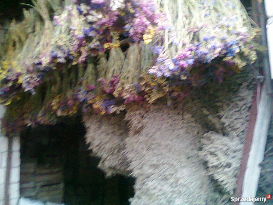 ZATRWIAN WRĘBNY LETNI TATARSKI SUSZ Chmielew