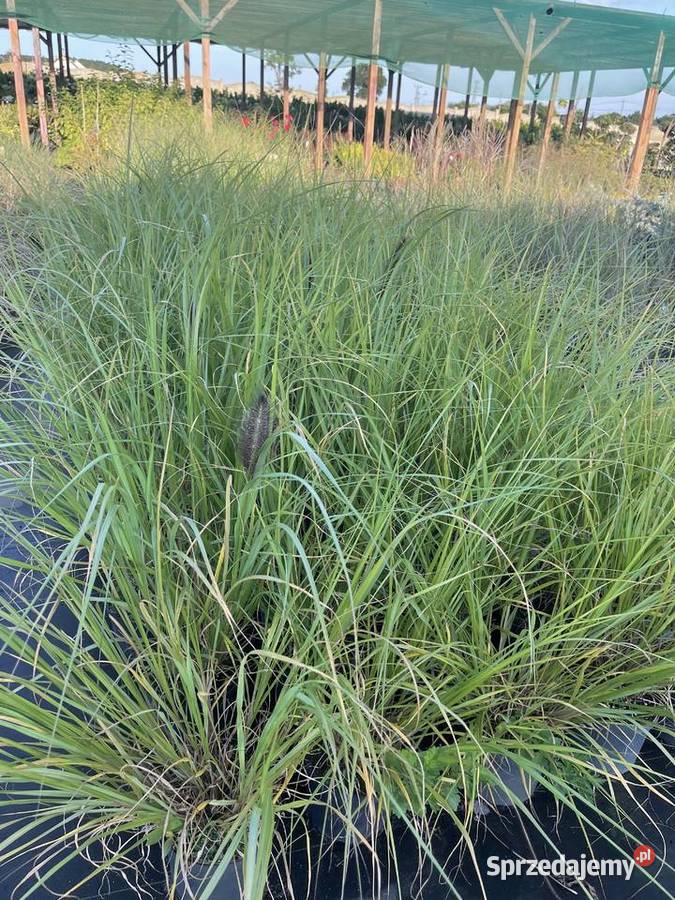 Trawa Rozplenica Black Beauty Duże Sadzonki 20 Anieliny