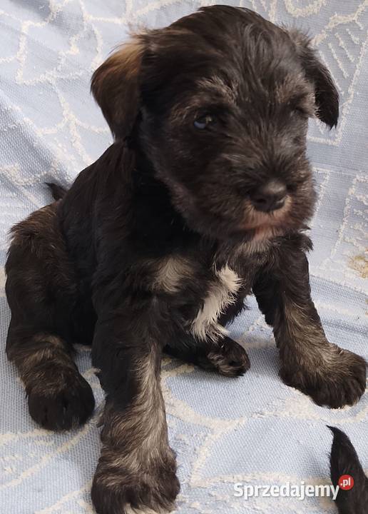 sznaucer miniaturowy