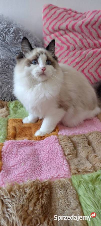 Kocurek ragdoll seal bikolor Wrocław dolnośląskie