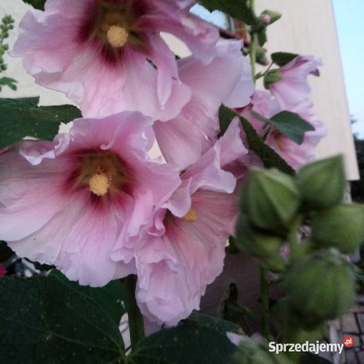 Malwa kosmos bluszczyk krokosmi ślaz 3st pomorskie