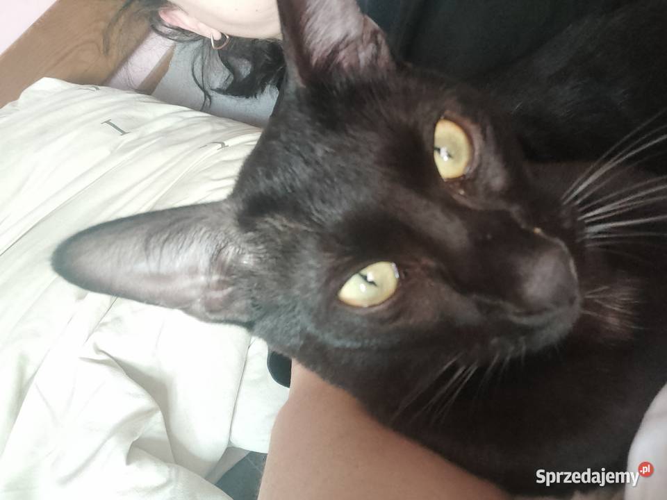 Savannah F5 melanistyczny sprzedam