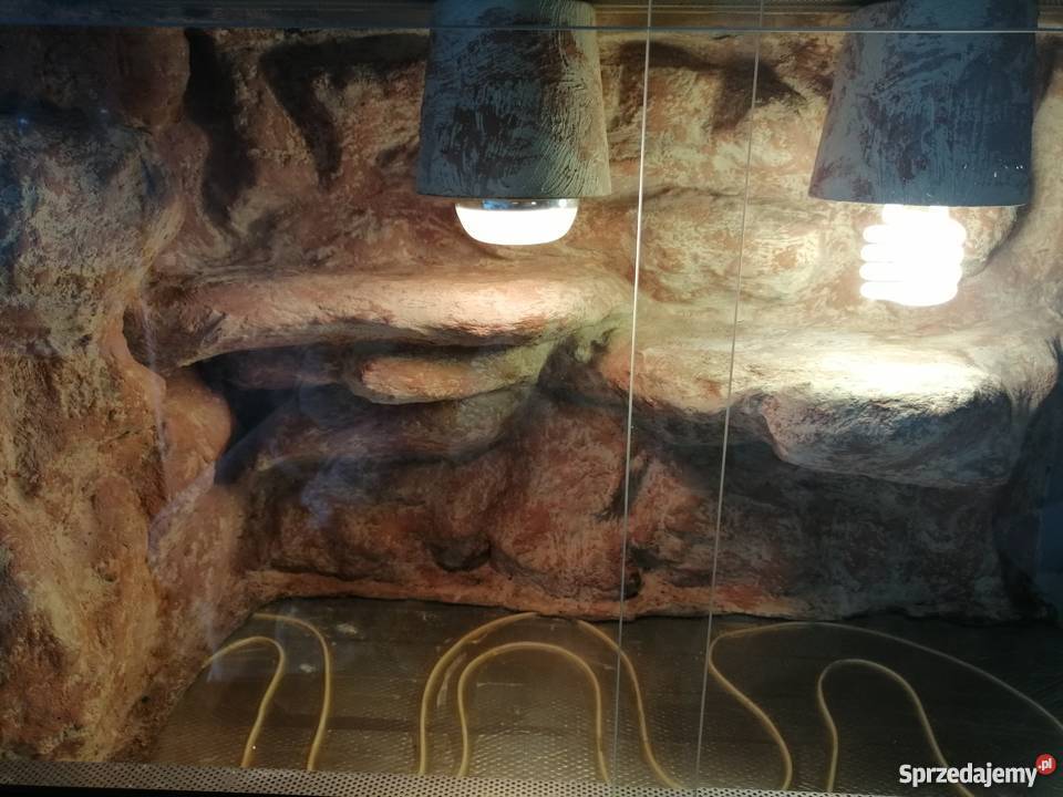 Terrarium pustynne w pełni wyposażone Gady i płazy Poznań sprzedam