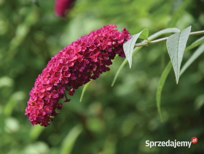 Budleja dawida butterfly candy Knurów sprzedam