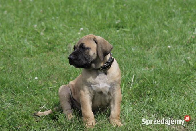 Presa Canario Dog Kanaryjski Płock sprzedam