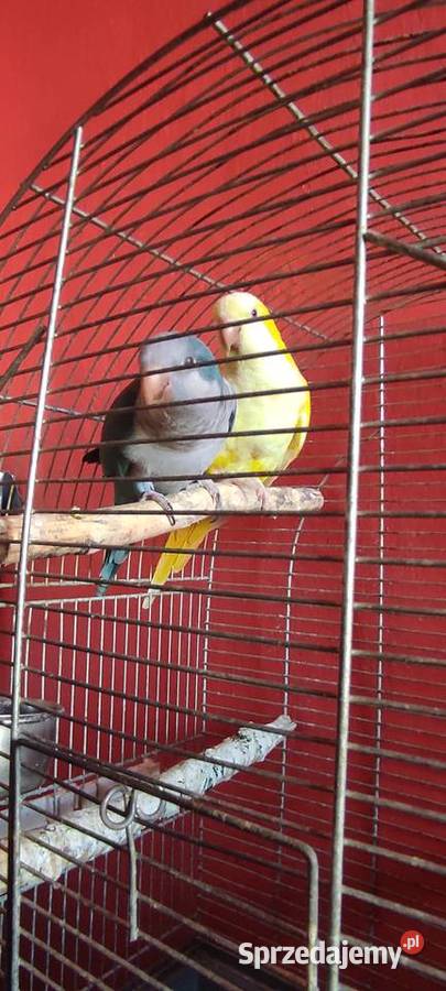 Papugi Mnicha Nizinna Radom