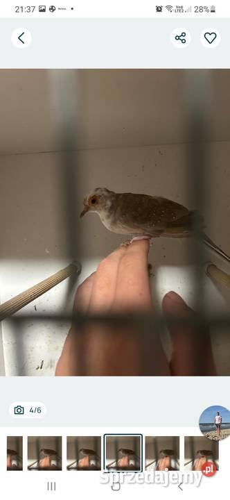 Gołąbek diamentowy szek samica gołąbki małopolskie Skała