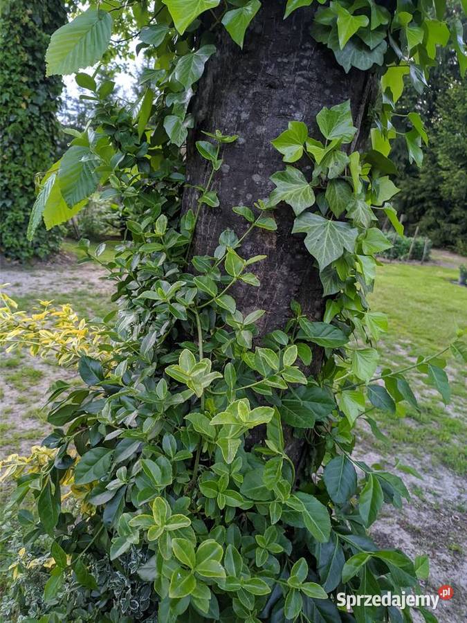 Trzmielina Zielona pnąca duże sadzonki Lublin