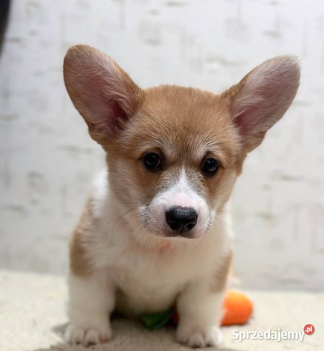 Welsh Corgi Szczeniaki Warszawa