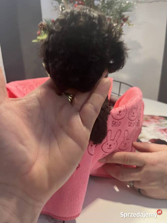 Pudel miniatura samiec Milicz