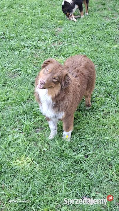 Owczarki australijskie FCI kilka szczeniąt z mazowieckie Warszawa