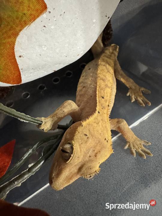 Gekon orzęsiony samiczka Jastrzębie-Zdrój