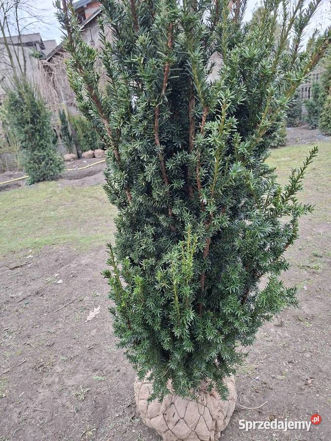 Mega Wysoki Żywopłot Cis Hicksii Mszczonów