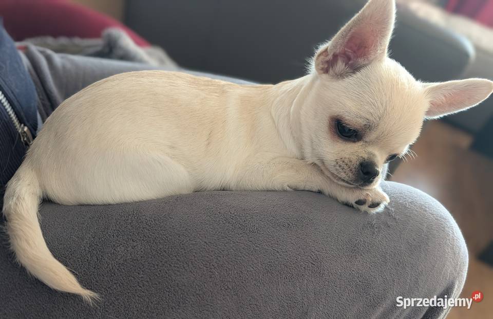 Piesek chihuahua kremowy ZKwP Złaków Borowy sprzedam