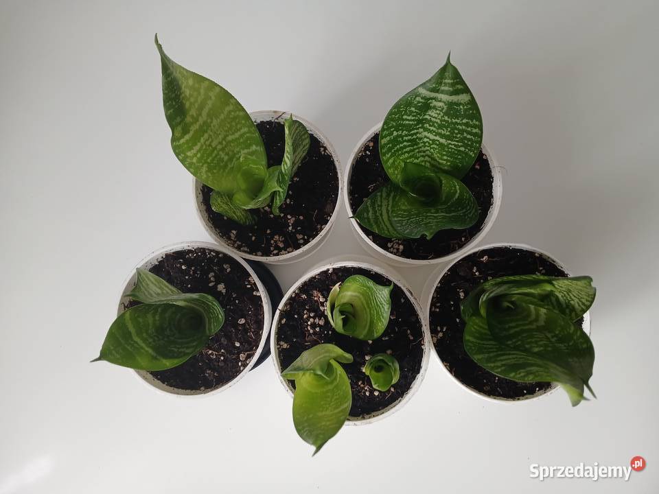 Sansewieria Green Hahnii sansevieria miniaturowa Zielone
