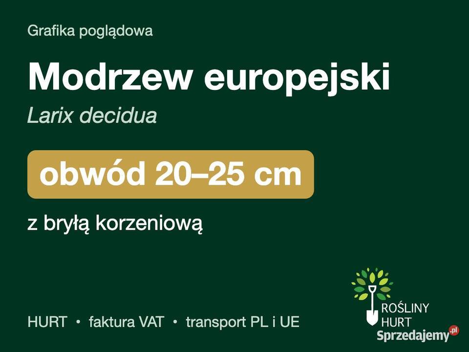 Modrzew europejski Larix decidua obwód 2025 z