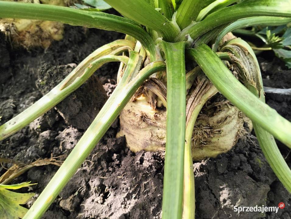 Sprzedam seler małopolskie Czechy