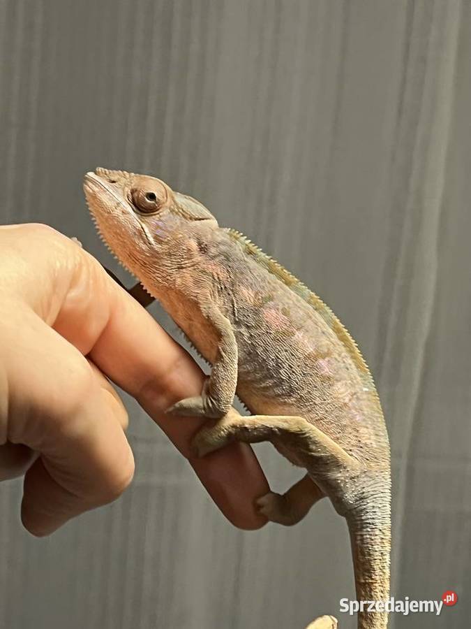 Kameleon lamparci 2 samiczki Gady i płazy Tczew