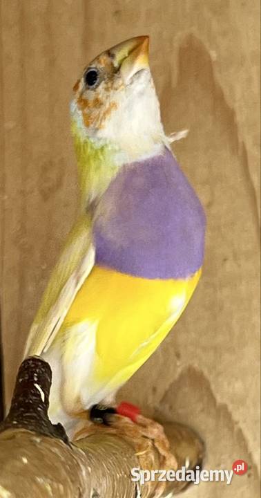 Amadyna wspaniałasamiec z 2025r Ruda Śląska