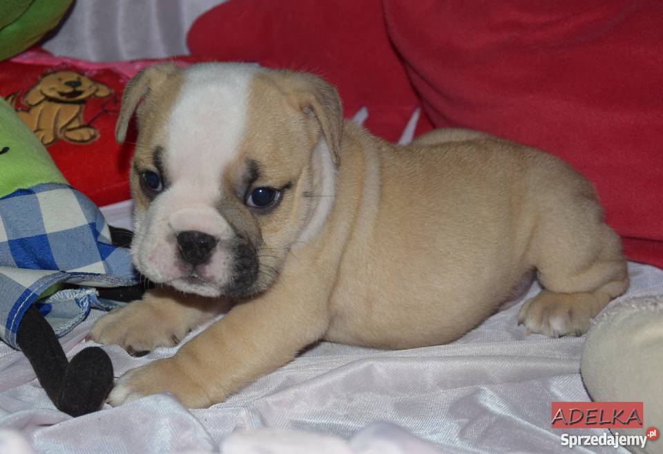 Buldog angielski ZKwP FCI Buldog łódzkie Łódź