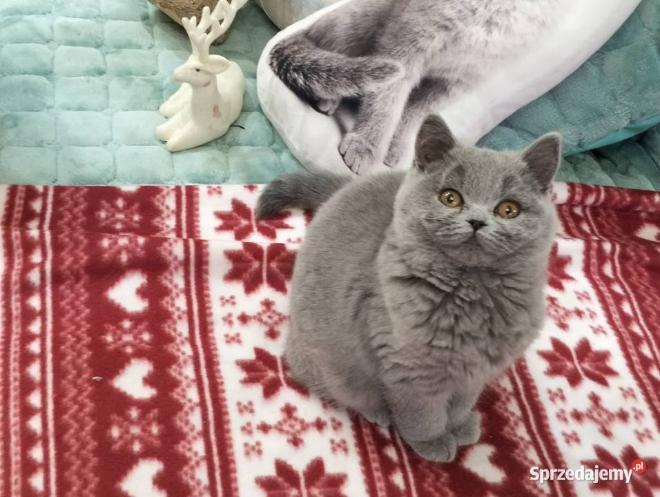 Śliczna koteczka Rodowód Międzynarodowy Łódź