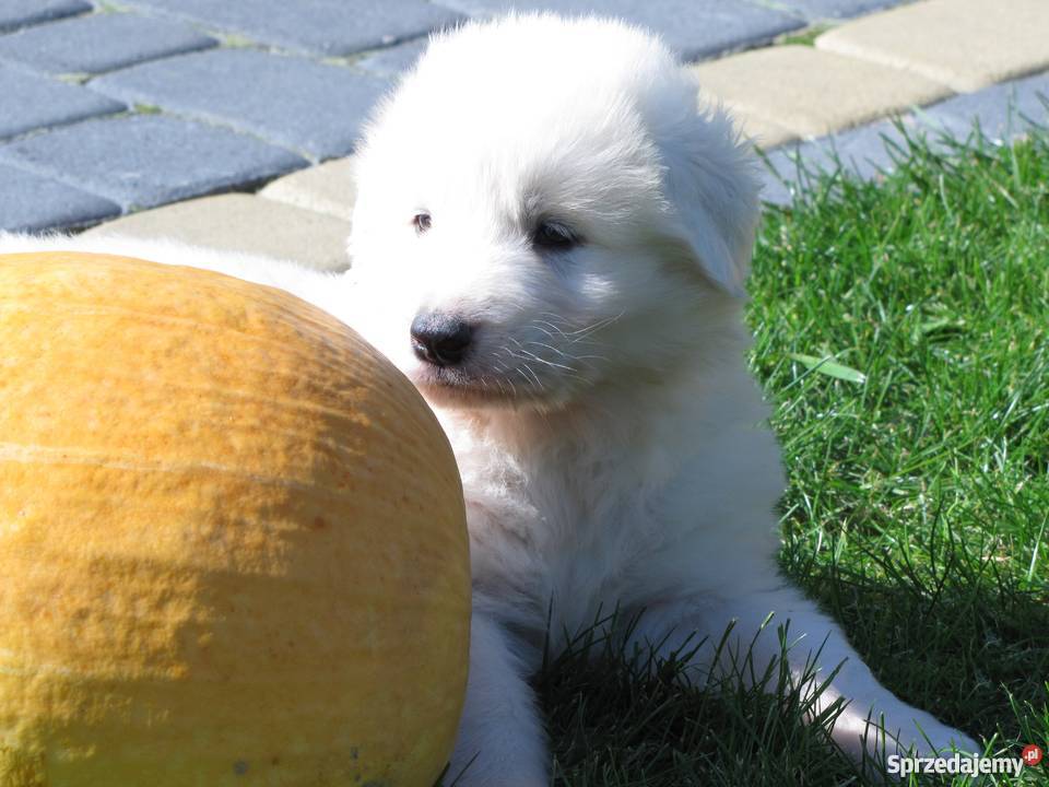 owczarek podhalański