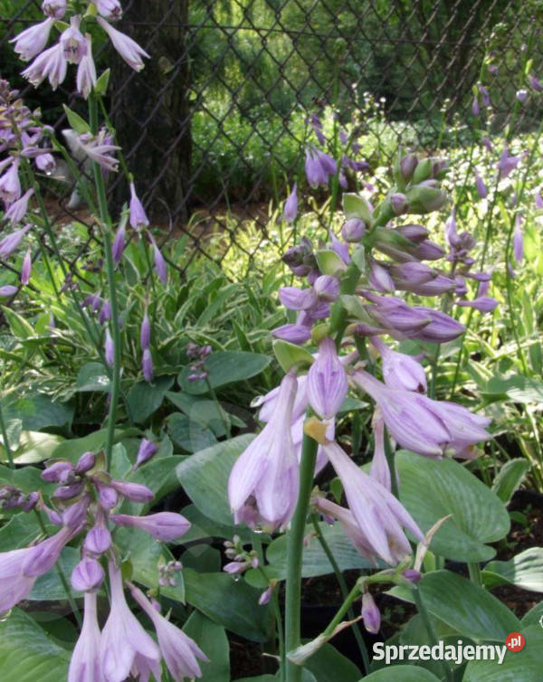FUNKIA BLUE CADET Hosta sadzonki w doniczkach Ustronie
