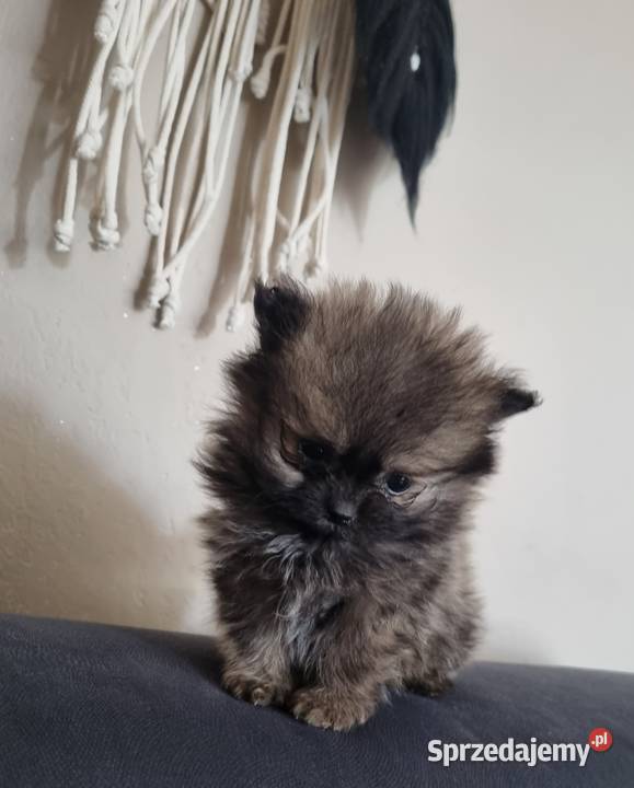 Pomeranian Mogilno sprzedam