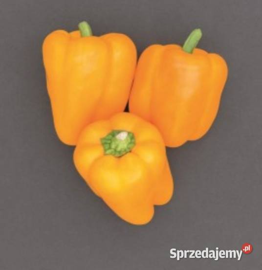 Sprzedam paprykę Chouca czerwona Turbine żółta Jarosławiec