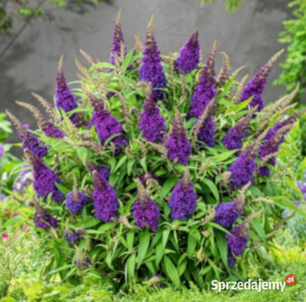 BUDLEJA BUTTERFLY CANDY LITTLE PURPLE sadzonki w Ustronie
