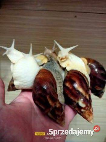 Sprzedam ślimaki afrykańskie duże Achatina Kętrzyn
